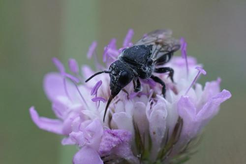 Réf. 269 374 : Stelis punctulatissima